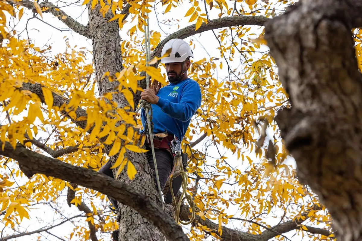 Skilled Tree Planing crew working in Millville